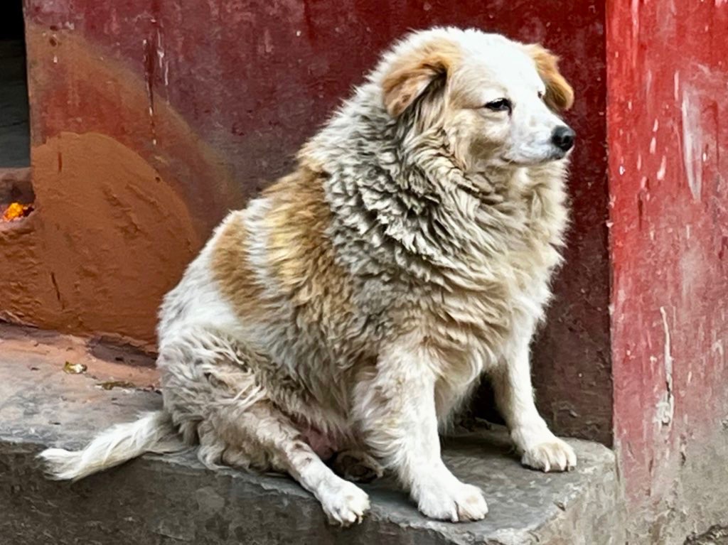 ネパールで見かけた、フォルムが可愛すぎるイッヌ