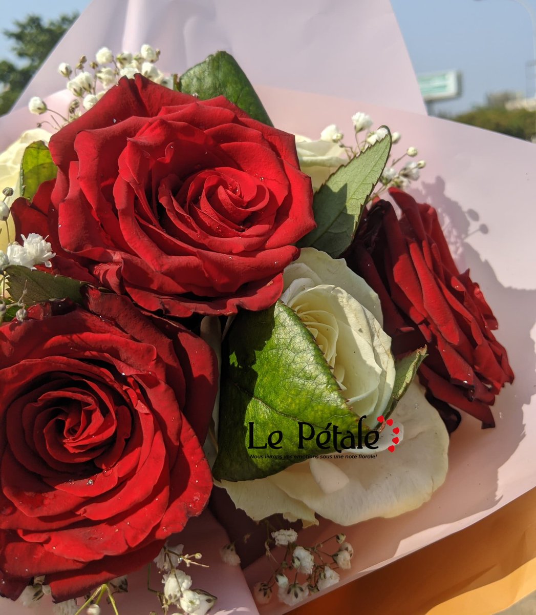 Le pétale🌹 tweet media