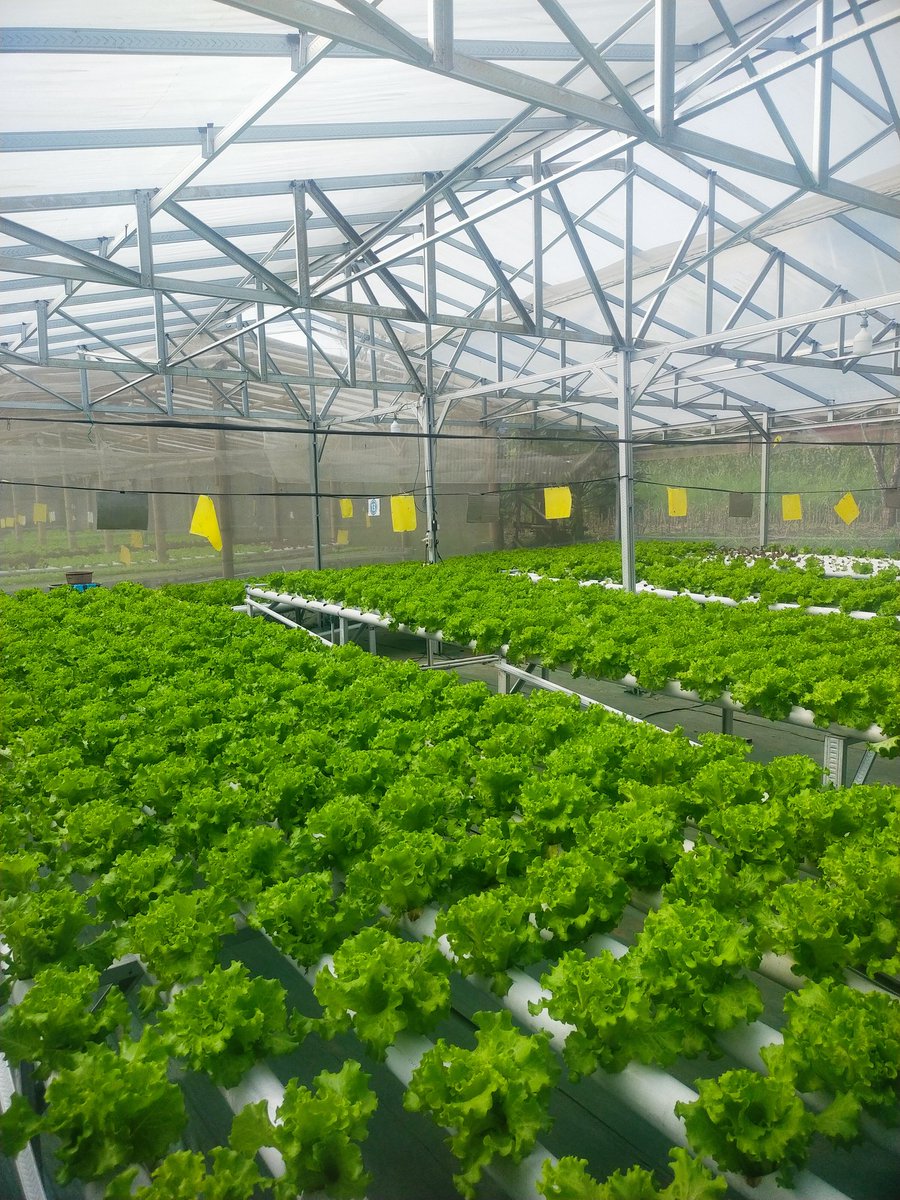 Bakul Selada tweet media