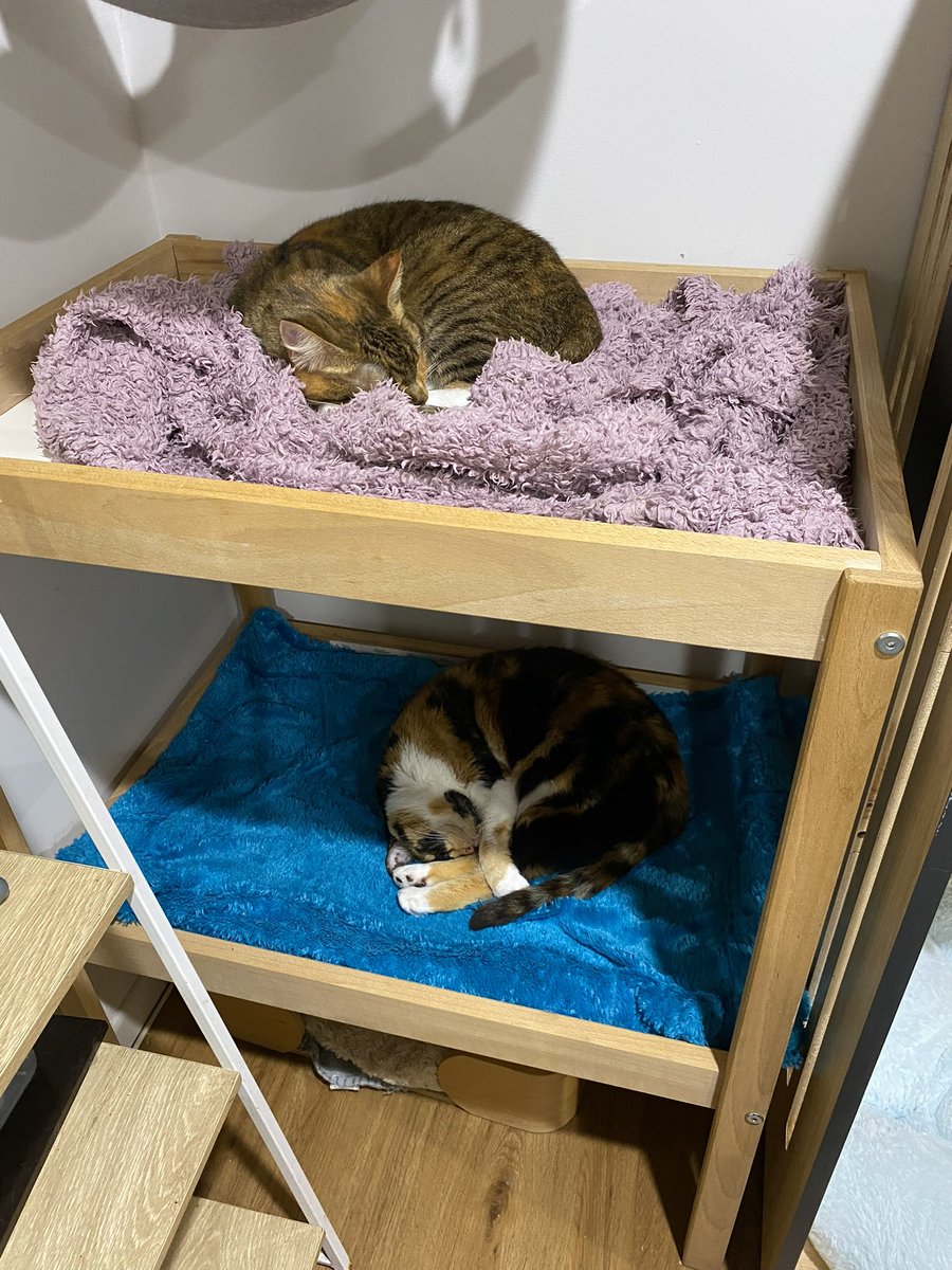 purrsandbeansnz's tweet image. When your kids have paws so you turn a baby changing table into bunk beds for the cats 😁❤️ 

#catification #catifytosatisfy #catfurniture #catnap #purrsandbeans