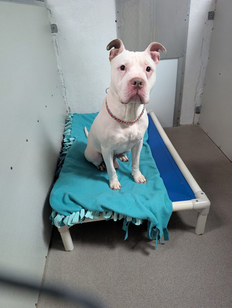 SPCA Tompkins County tweet media