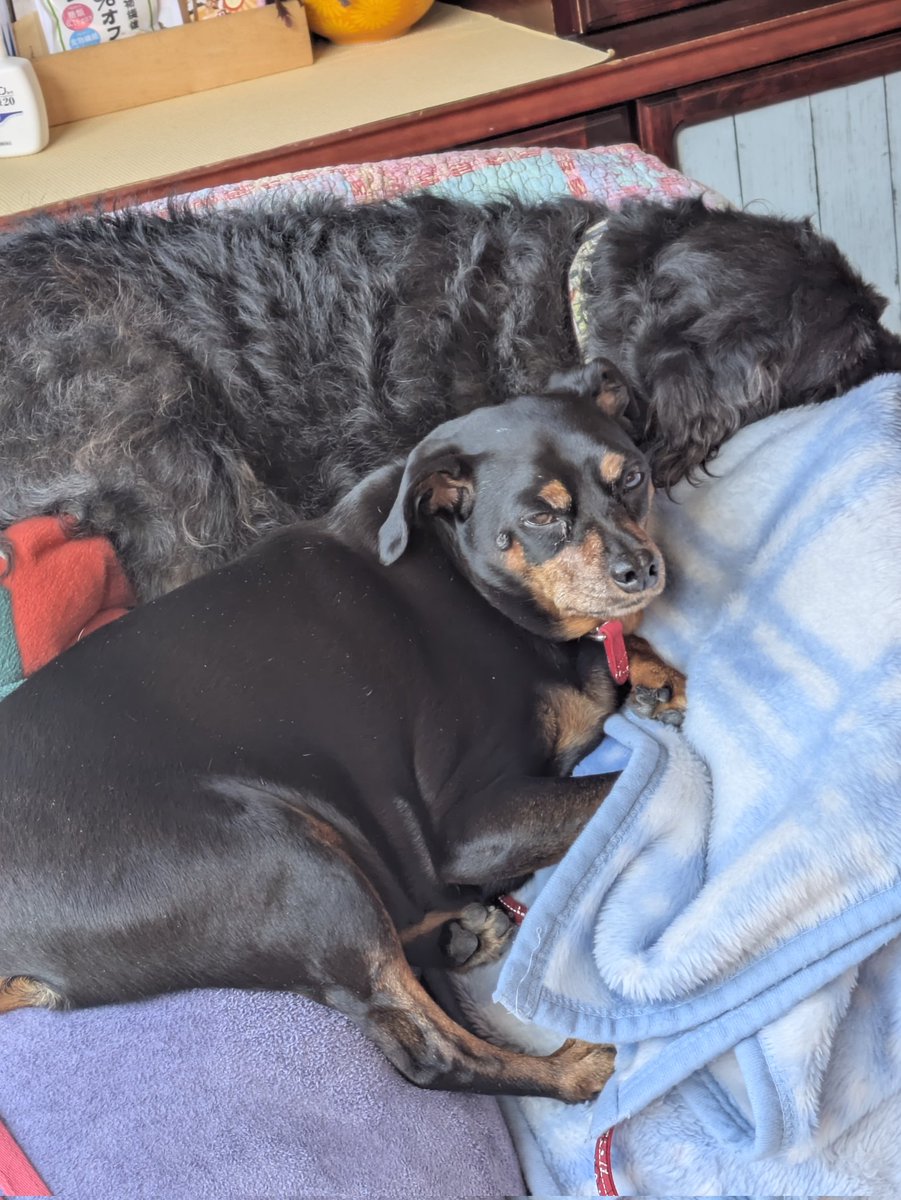 ぐん³ tweet media