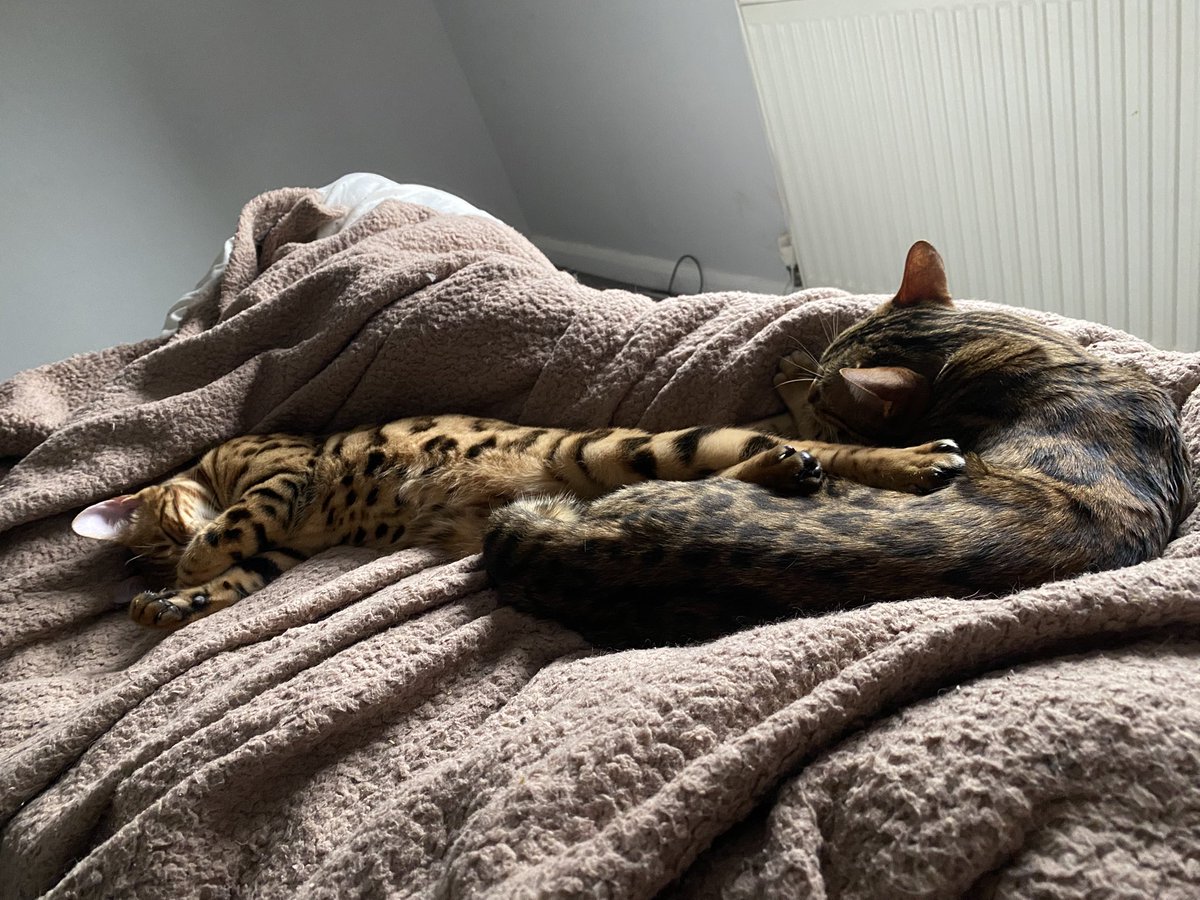 azazellothecat's tweet image. Happy #MondayMotivaton 😻 #teambengal