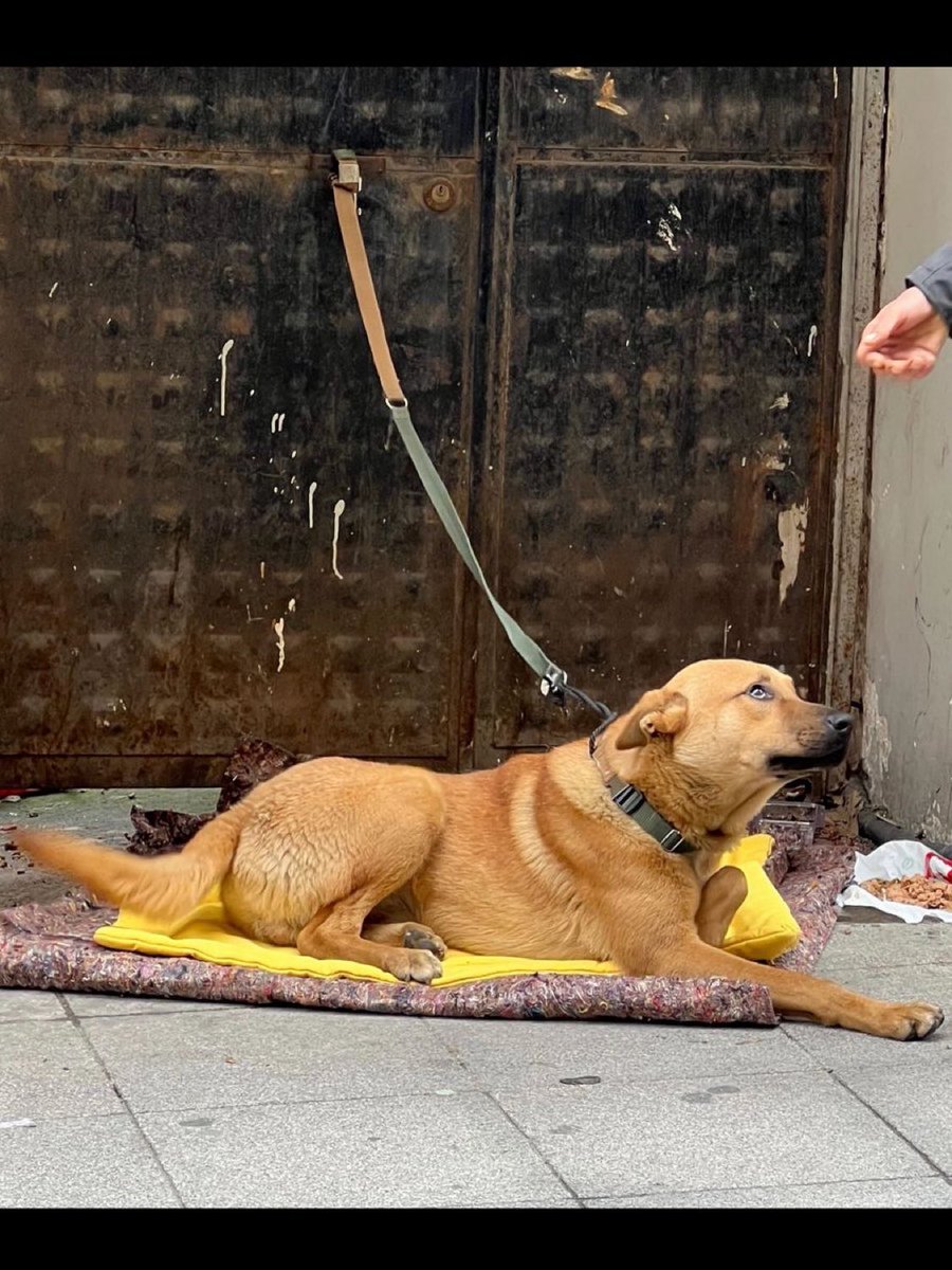 Arkadaşlar bu güzeller güzelinin korumadaki son günü.

2 tane köpeğim var. <a href="/aslicimaslicim/">Asli</a> ve <a href="/ebrusoyluo/">Ebru Soylu</a>’da da birden çok kedi + köpek var

Yemin ediyorum imkanım olsa kimseyle yüzgöz olmayacağım.

Ama yok ve bu hayvan bilinmezliğe gitmesin diye yalvarıyorum size ya.

Nolur;