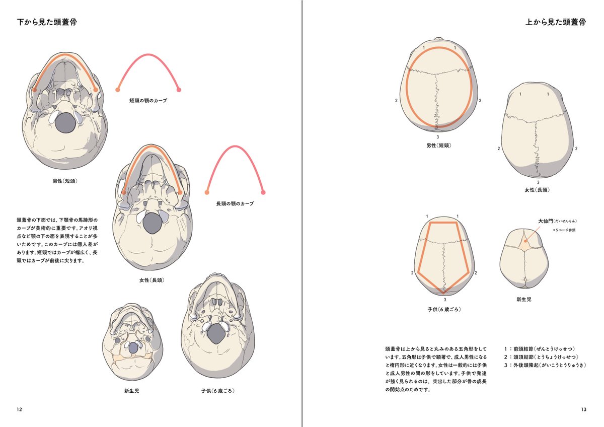 artanatomylab's tweet photo. 『ポートレート・アナトミー・プラス』
PDF版　好評発売中！

「頭頸部の筋」、「頭部の骨格」、「頭頸部の単純化」が学べます！
52ページ、フルカラー✨

頭頸部の単純化された素体の模写などで、短時間で効率よく学習できます！

https://t.co/wxIo52zRKK https://t.co/WUoXfwvrnR