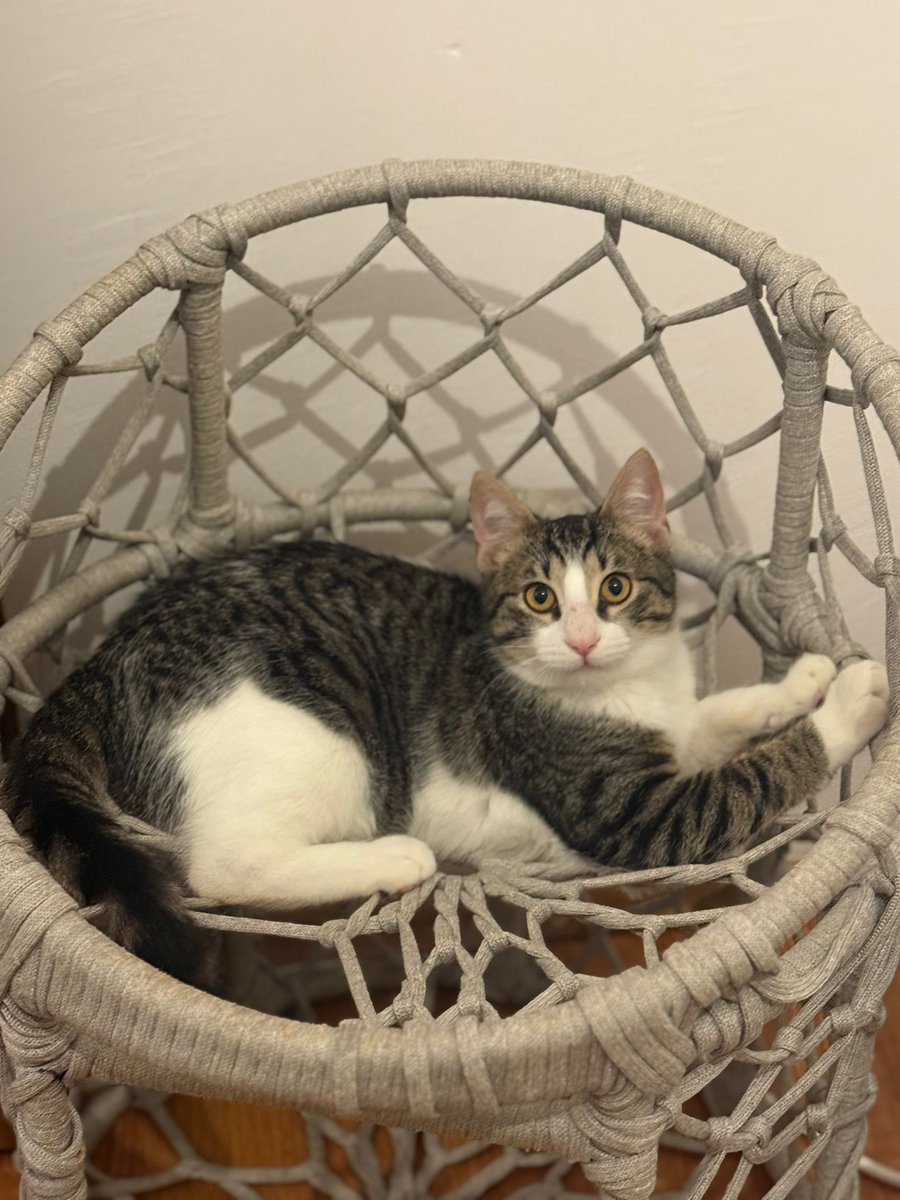 Yaşar’ı kimse sormadı maalesef sokağa bırakmak durumundayım çok üzgünüm :(