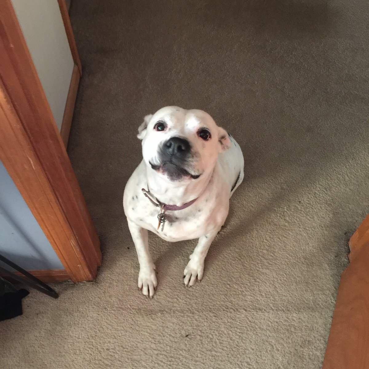cognair27's tweet photo. @codemiko Twyla is a dog. https://t.co/1lYjZ78ynJ
