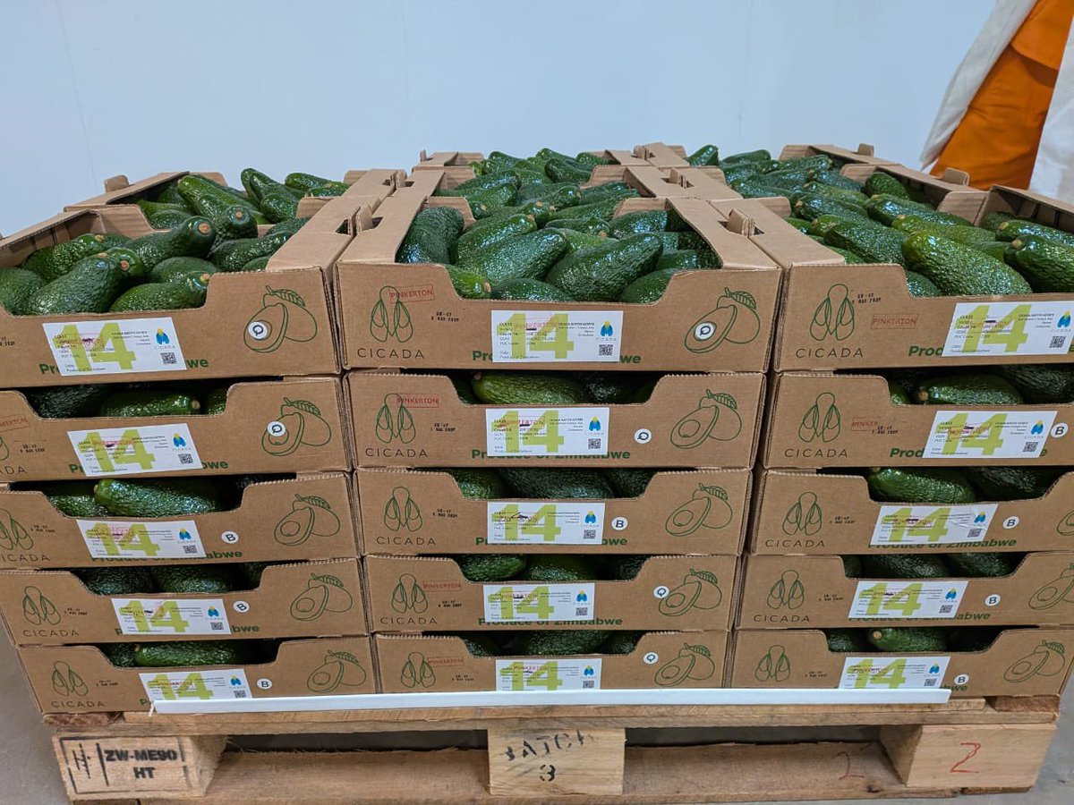 AfricaCicada's tweet photo. Harvest Update! 🥑🇿🇼

Harvest has officially begun on a trial plot of Pinkerton avocados, and the early signs are very encouraging. The fruit quality is looking strong, and we’re pleased to see the first container already on its way to European markets. 

Trial blocks like this play an important role in helping us assess varietal performance, and strengthen our export offering.

#Cicada #Avocados #GrowingBetter #HarvestSeason #CicadaAgriculture #ExportAgriculture #zimbabwe