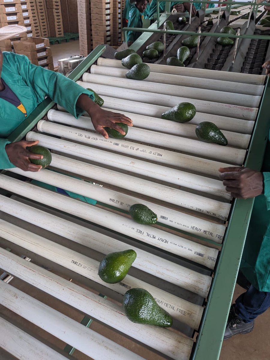 AfricaCicada's tweet photo. Harvest Update! 🥑🇿🇼

Harvest has officially begun on a trial plot of Pinkerton avocados, and the early signs are very encouraging. The fruit quality is looking strong, and we’re pleased to see the first container already on its way to European markets. 

Trial blocks like this play an important role in helping us assess varietal performance, and strengthen our export offering.

#Cicada #Avocados #GrowingBetter #HarvestSeason #CicadaAgriculture #ExportAgriculture #zimbabwe