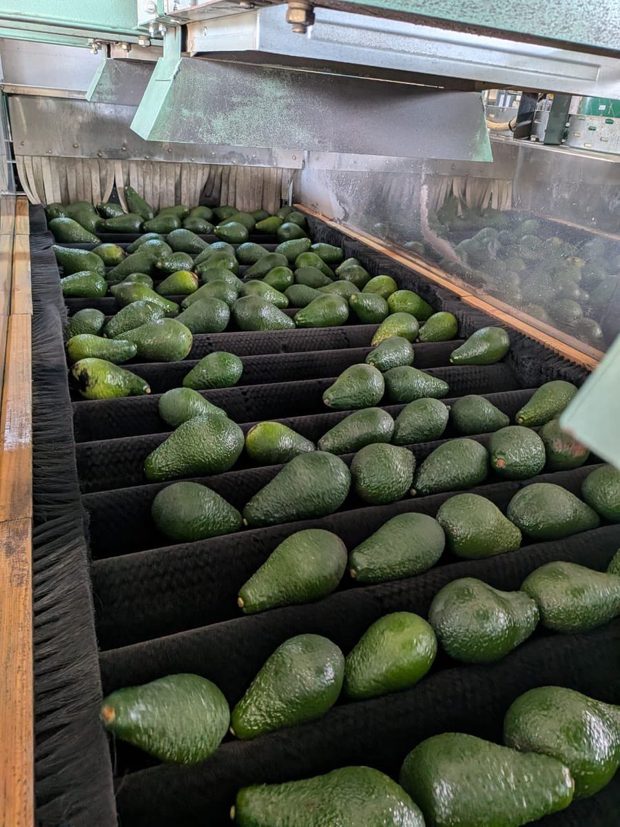 AfricaCicada's tweet photo. Harvest Update! 🥑🇿🇼

Harvest has officially begun on a trial plot of Pinkerton avocados, and the early signs are very encouraging. The fruit quality is looking strong, and we’re pleased to see the first container already on its way to European markets. 

Trial blocks like this play an important role in helping us assess varietal performance, and strengthen our export offering.

#Cicada #Avocados #GrowingBetter #HarvestSeason #CicadaAgriculture #ExportAgriculture #zimbabwe