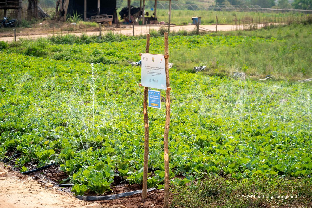FAO in Lao People's Democratic Republic tweet media