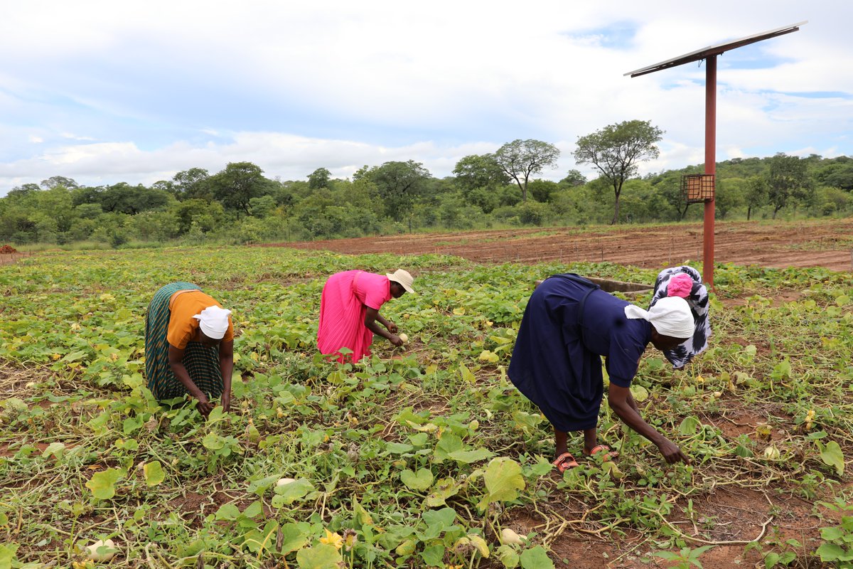 UNDP Zimbabwe tweet media
