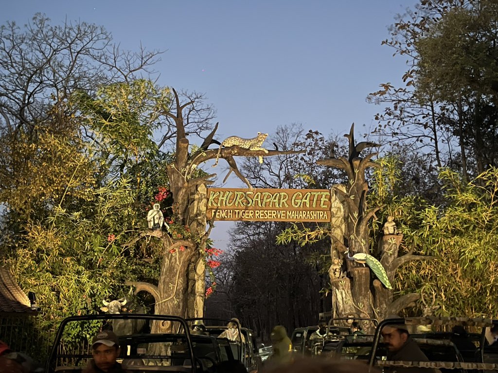 We saw T51 Bindu  at  Pench National #India