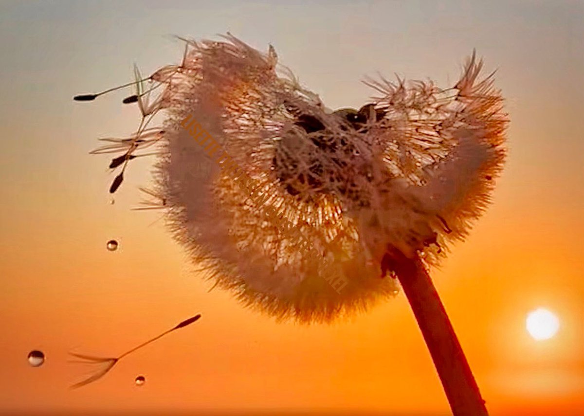 𝕃𝕚𝕤𝕖𝕥𝕥𝕖 𝕋𝕙𝕖𝕚𝕛𝕤𝕤𝕖𝕟 tweet media