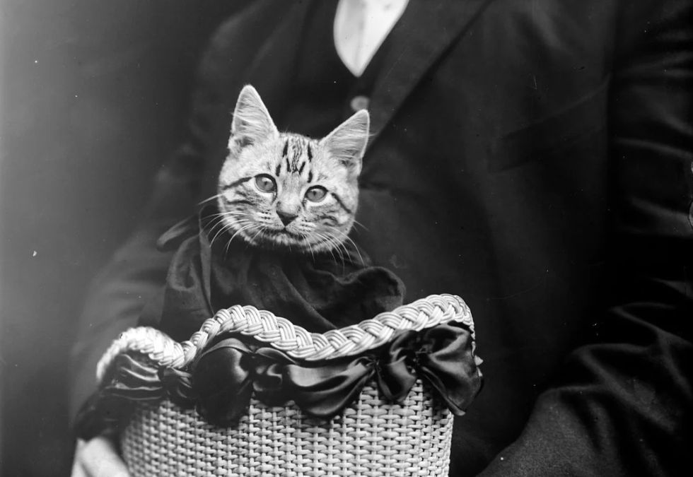 ArtDuggy's tweet photo. big fan of Mademoiselle Fifi https://t.co/9b5NmUVEnE