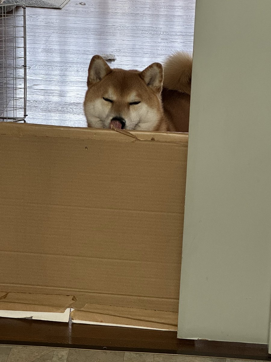 たまたま撮れた一枚の写真
今日も元気なぎんちゃんなのだ