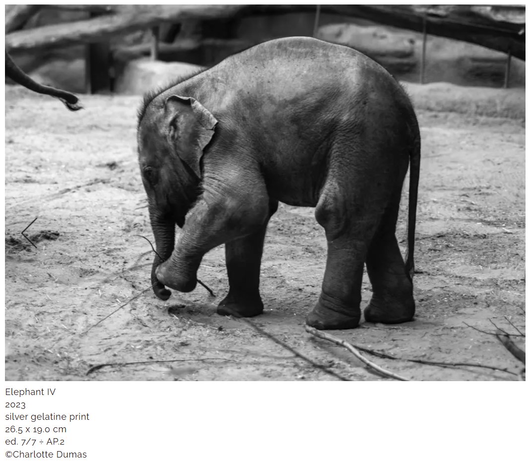 Embassy of the Kingdom of the Netherlands in Japan tweet media