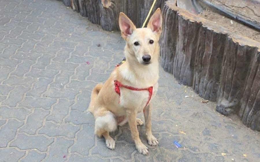 Dubai “expats” treating pets as disposable objects - abandoning dogs tied to poles &amp; begging vets to kill healthy cats. 👀 

A pet is for LIFE, not until it's inconvenient. Cowards.  

And spare me the “but people are dying in Iran” whataboutism. NO ONE said abandoned pets matter