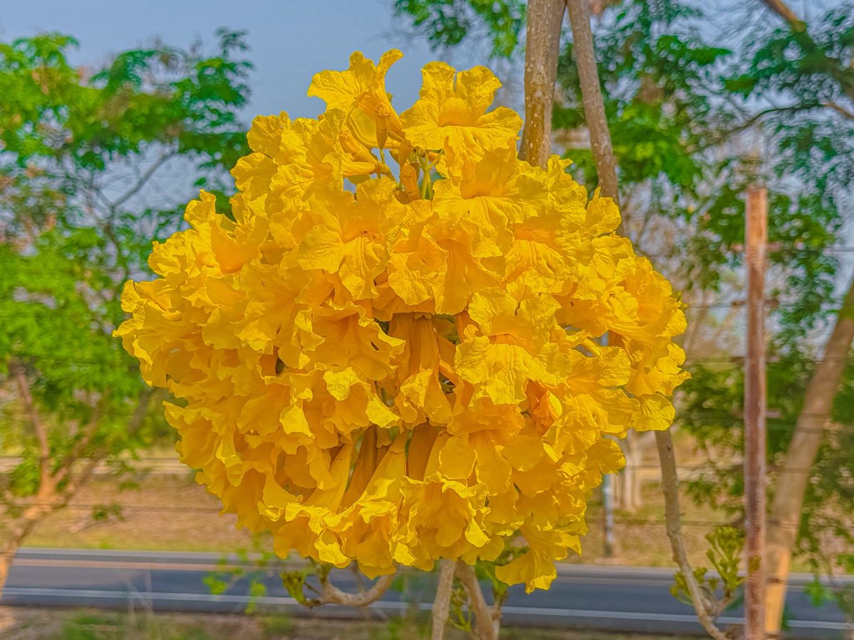 องค์การสวนพฤกษศาสตร์ tweet media