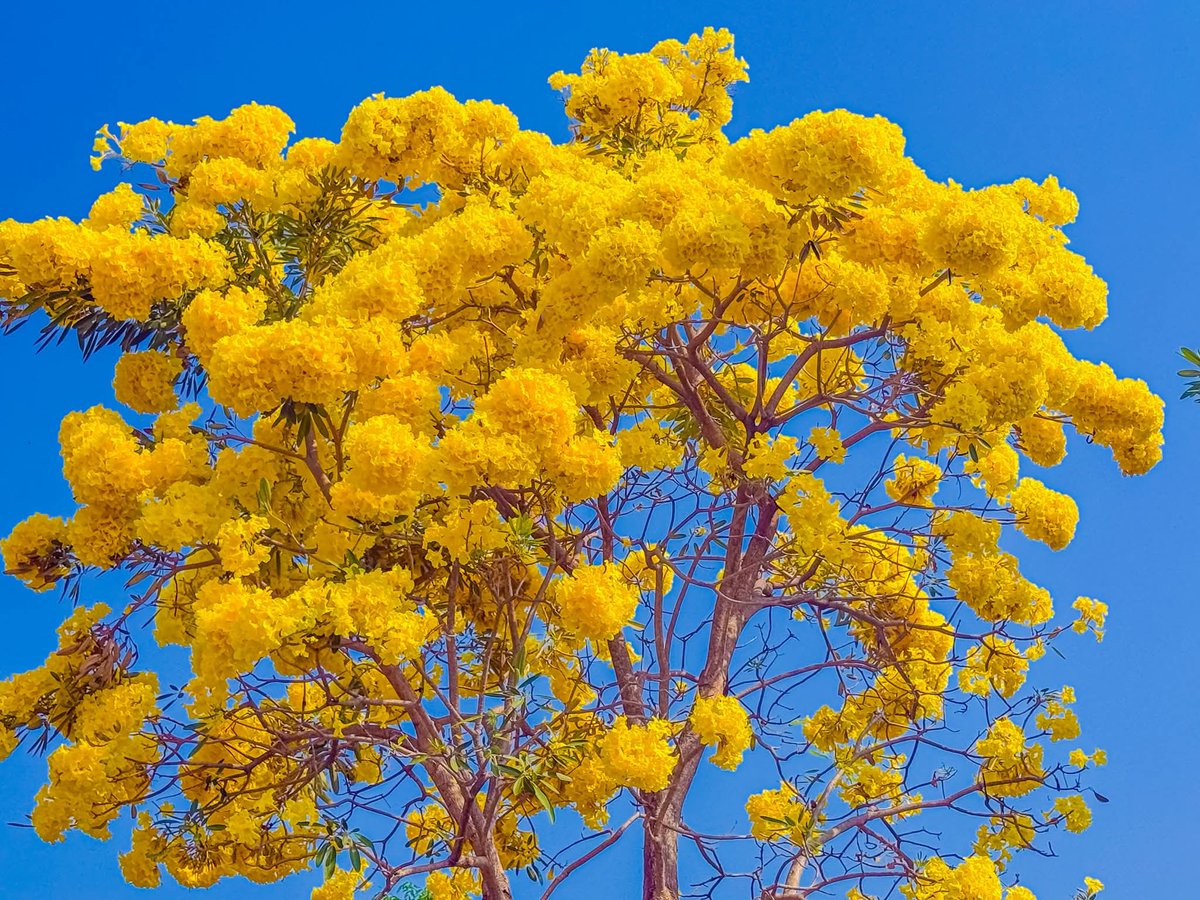 องค์การสวนพฤกษศาสตร์ tweet media