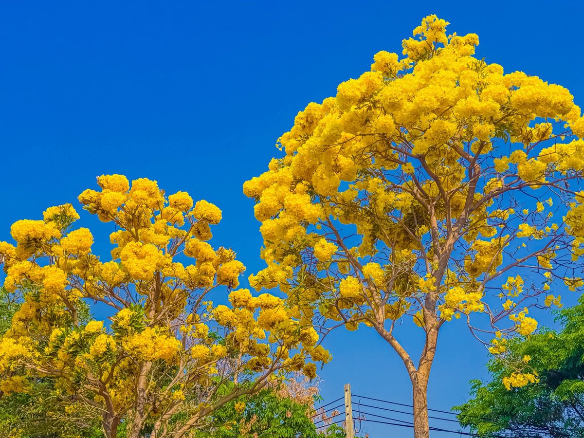 องค์การสวนพฤกษศาสตร์ tweet media