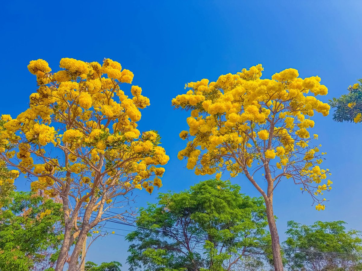 องค์การสวนพฤกษศาสตร์ tweet media