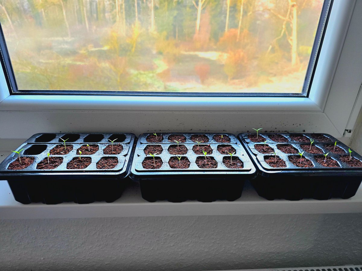 Today I have 25 out of 31 Carolina Reaper plants on a good way.🌶🌶🌶