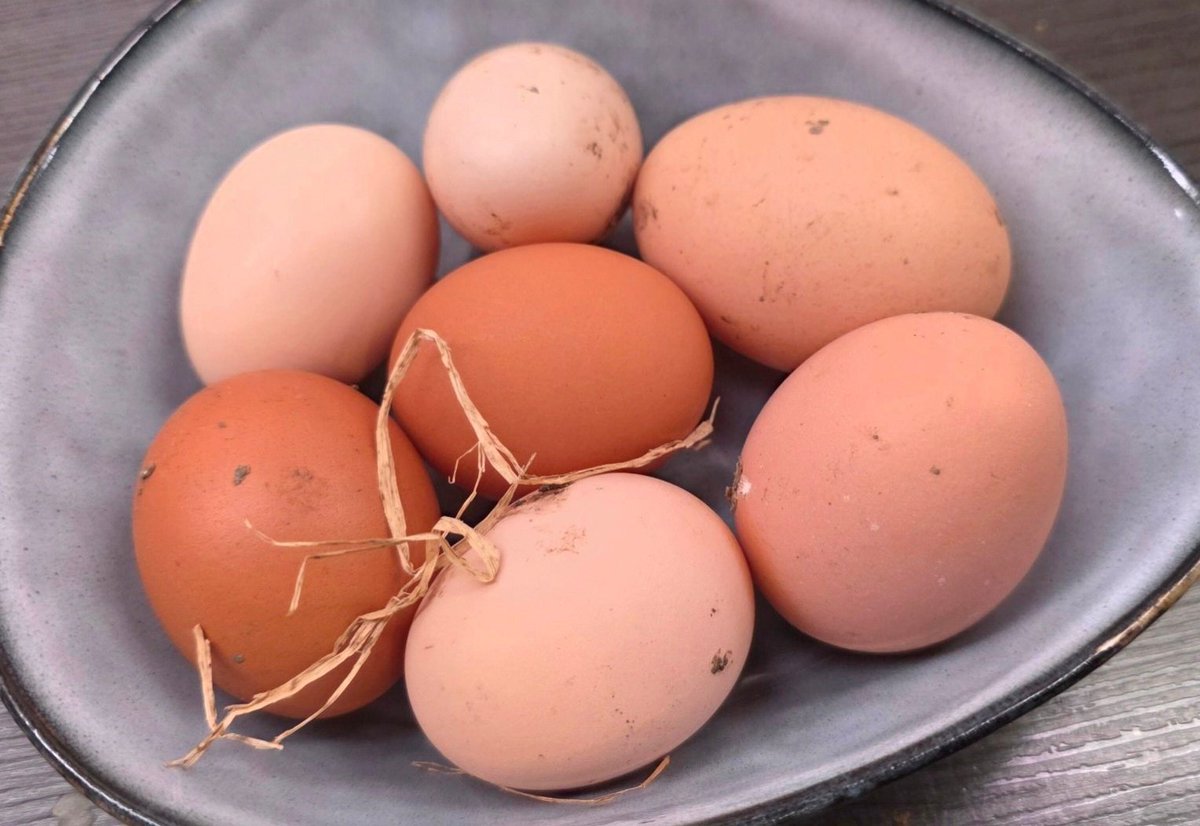 AfD Tradwife ✝️🖤❤🦋🔥❣️Gottes Kind tweet media