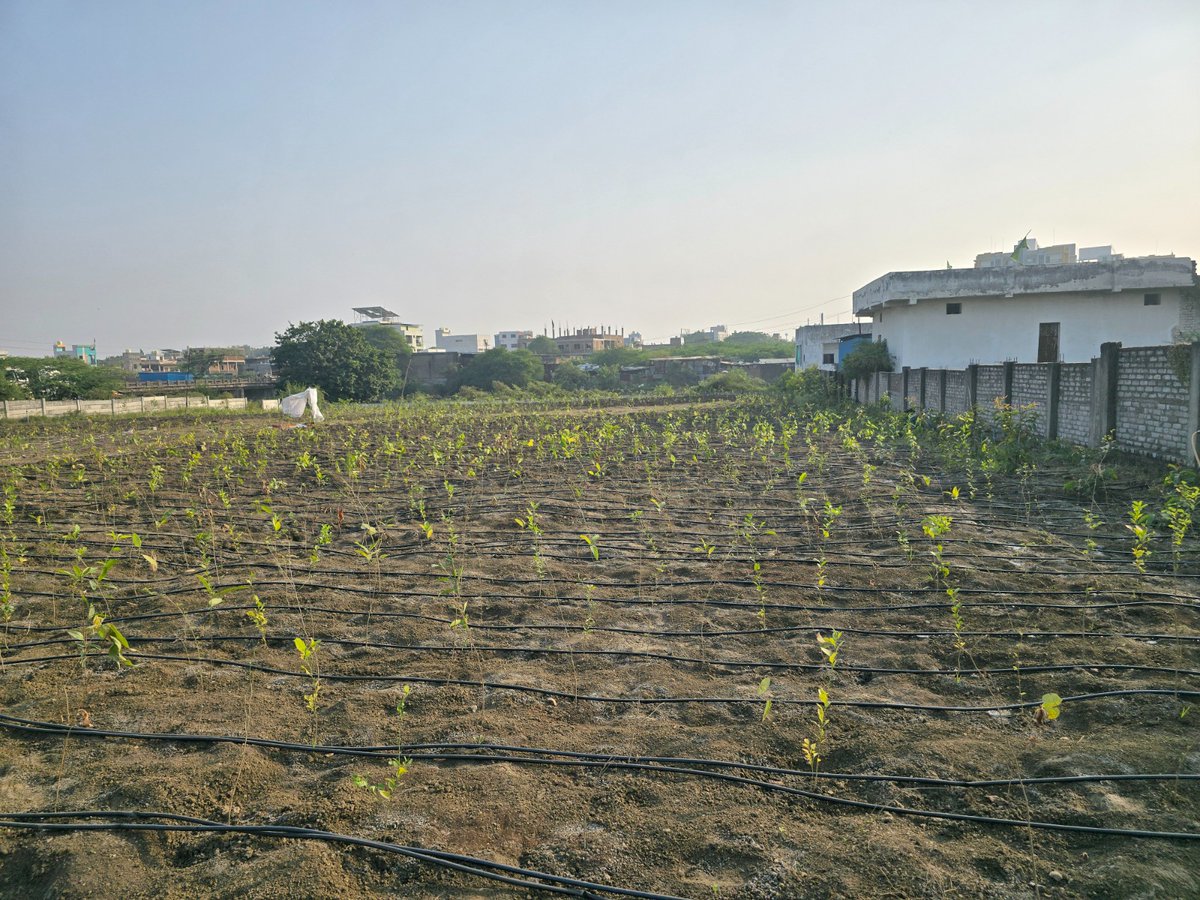 Dawoodi_Bohras's tweet photo. What if a #Ramadan gift could grow for years to come? Through OxyPark, we are encouraging people to gift trees — turning a simple gesture into lasting environmental impact.  #climateaction #sustainability @diptivsingh @ProjectRiseDB @BFI_environment
https://t.co/H9ISEn6kMl https://t.co/mWrnX0lA9j
