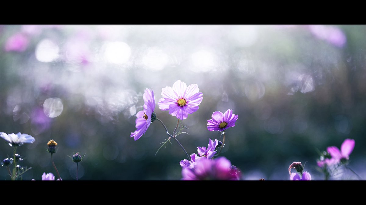 ooote_photo's tweet photo. Nikon Zf https://t.co/MQ6Opt9QId