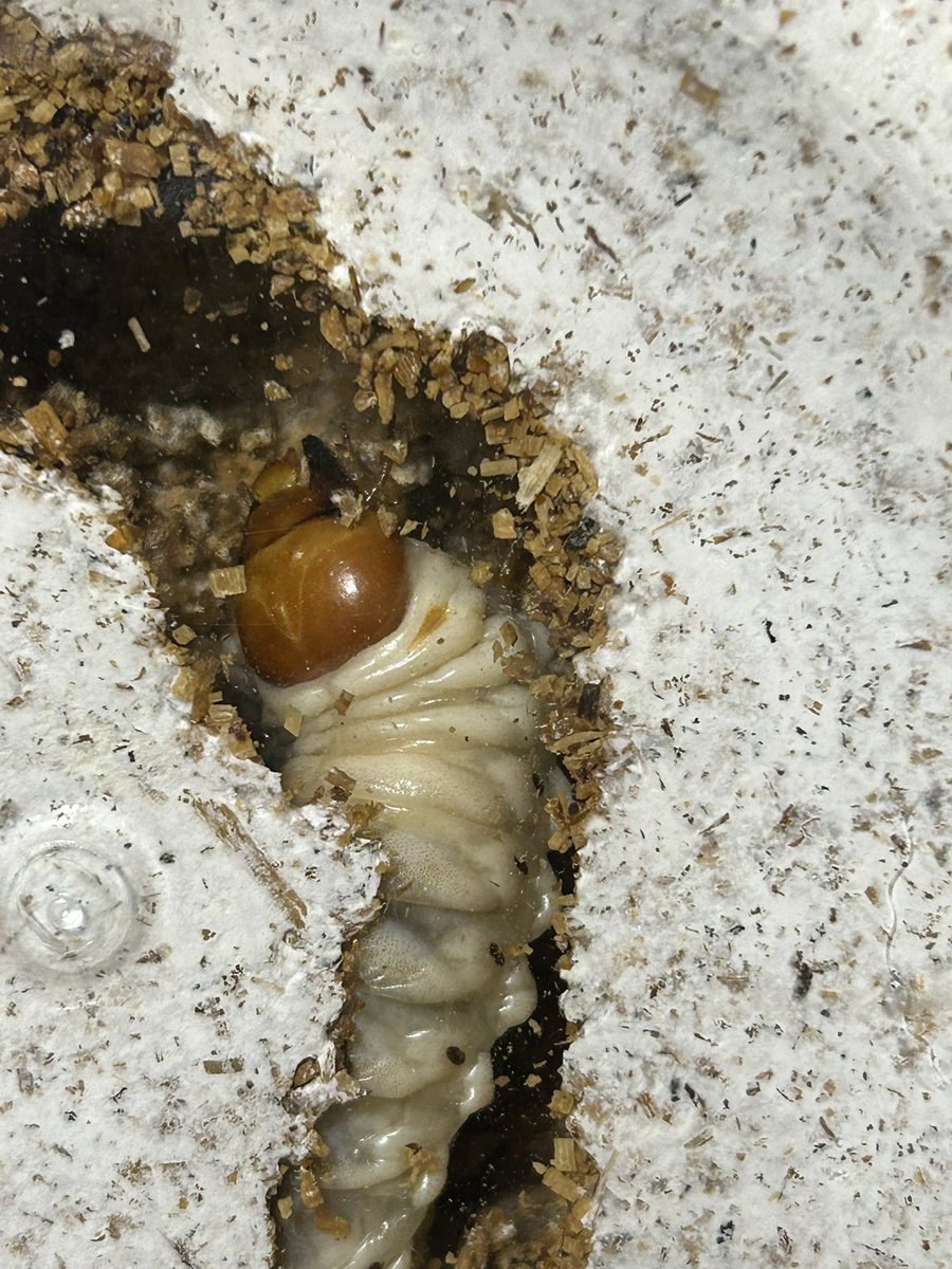 バナヨシ tweet media