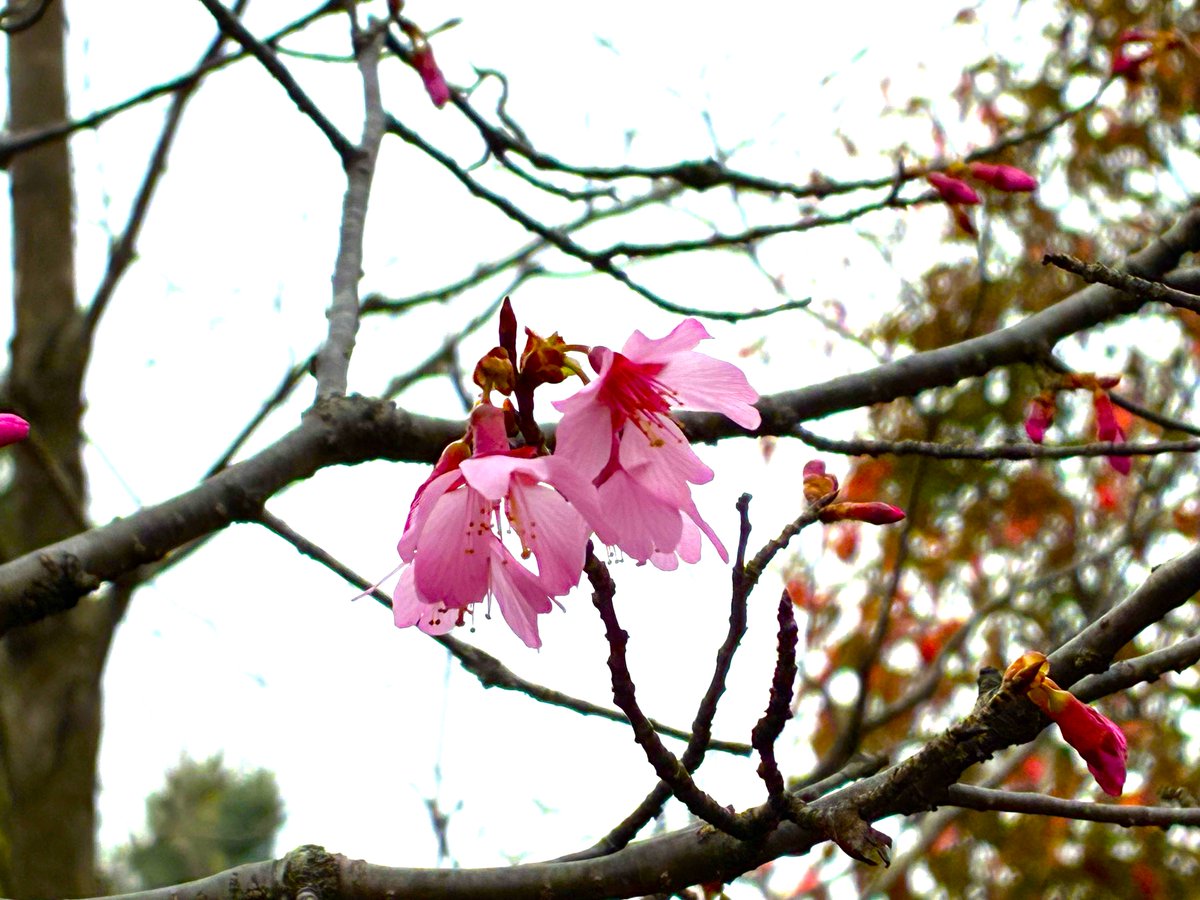 #立川庁舎さくら情報
新樹種園で、サクラ‘オカメ’が咲いています🌸
イギリスで育種された、カンヒザクラとマメザクラの交配品種です。濃桃色の花が美しいだけでなく、樹高が大きくなりにくいのも特徴です。
tokyo-aff.or.jp/site/center/20…  #新樹種見本園　#サクラ　#オカメザクラ