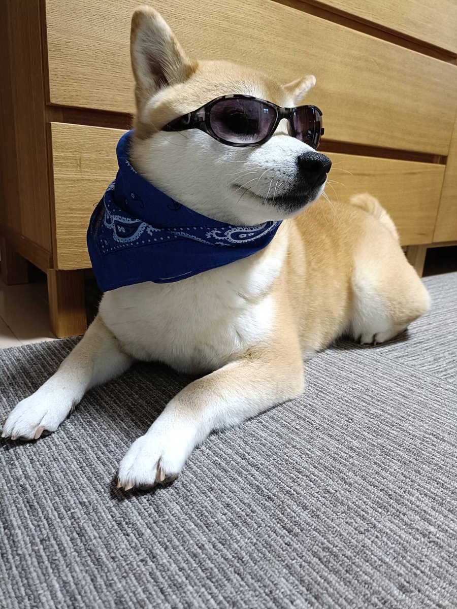 Riyank28424849's tweet photo. 花粉症対策で目の保護
#柴犬��の暮らし
#柴犬大好き
#花粉症 https://t.co/3gVUAE5U1N