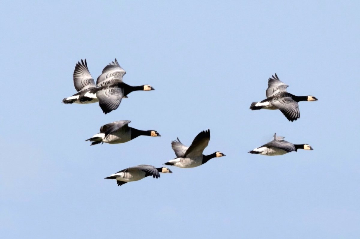 maryvanderes's tweet photo. #BirdsSeenIn2026
#Brandgans
#Branta_leucopsis
#Barnacle_Goose in the #Netherlands .
Have a good week.
@Britnatureguide https://t.co/CIEhHXOdTA