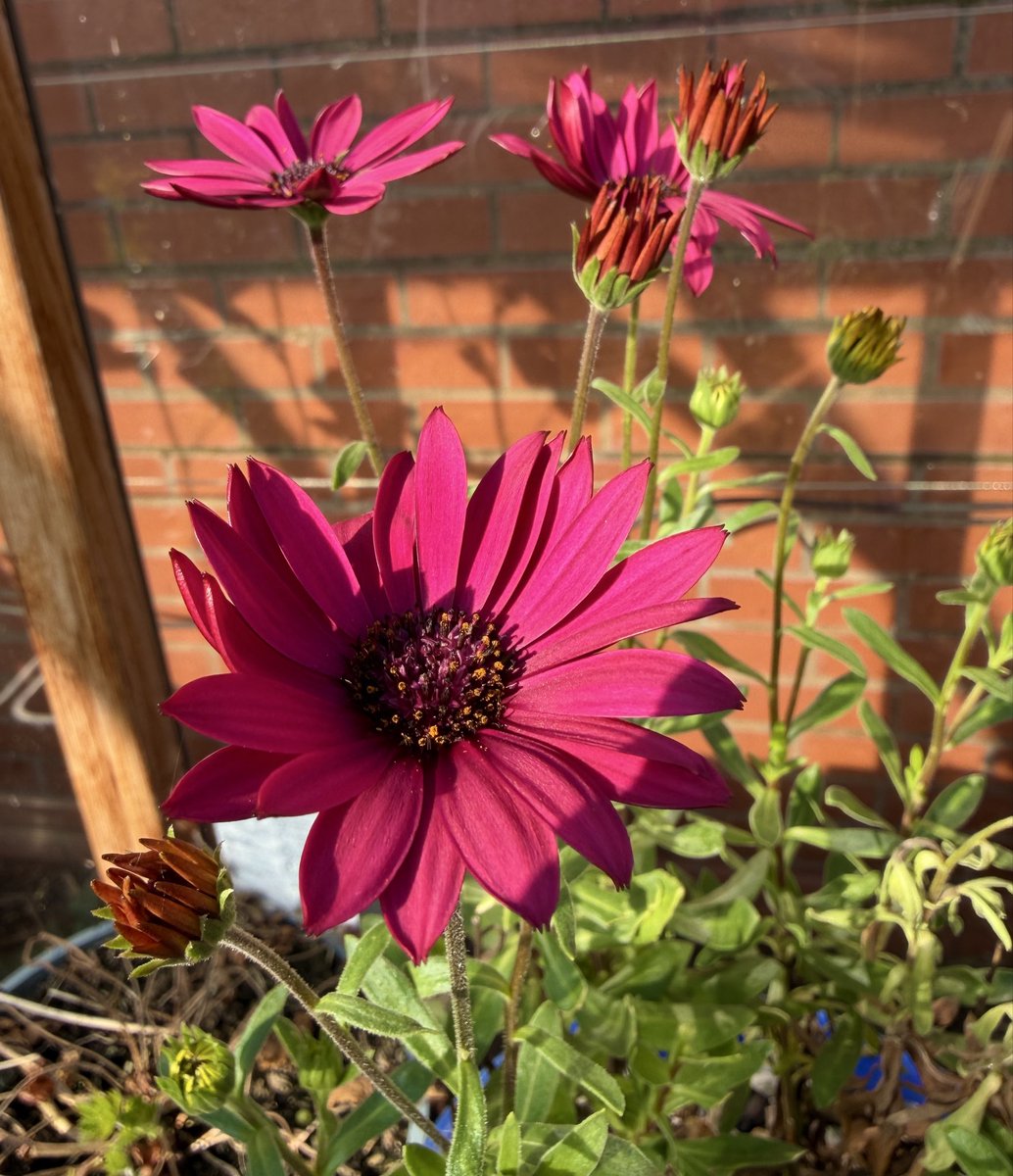 PotteringPolly's tweet photo. This osteospermum sheltering in my greenhouse over winter is well ahead of the game 🩷🩷🩷🩷🌿 Just shows what a mild winter we’ve had! #magentamonday #pinkflowers #mildwinter https://t.co/aPaLURP2mr