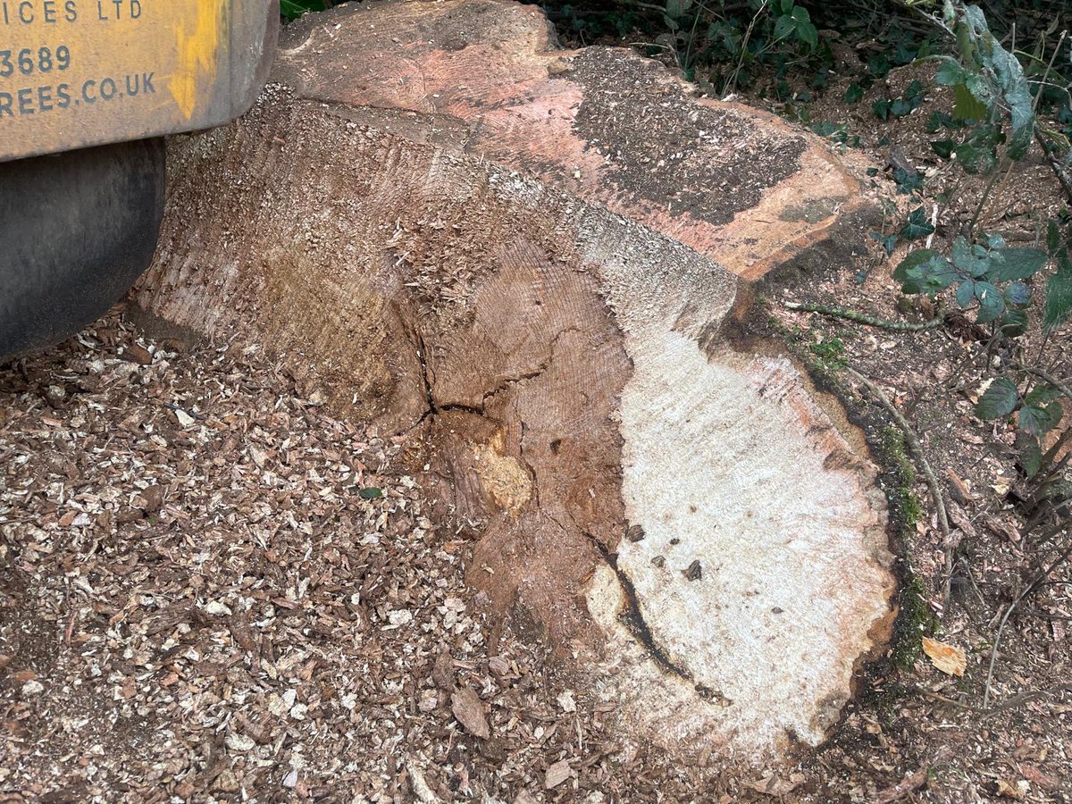 Bardsey Tree Services tweet media