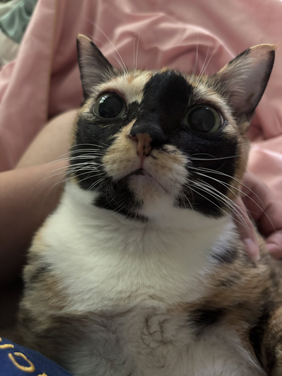 ชีวิตนี้จะต้องการไรอีกอะนอกจากมีแมวมานอนบนตักละทำหน้างี้🥺🥺🥺