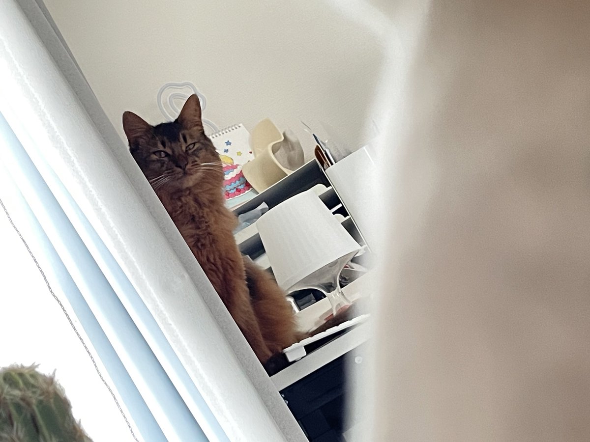 斎夏生『POLICE TRIBE K-9』 tweet media