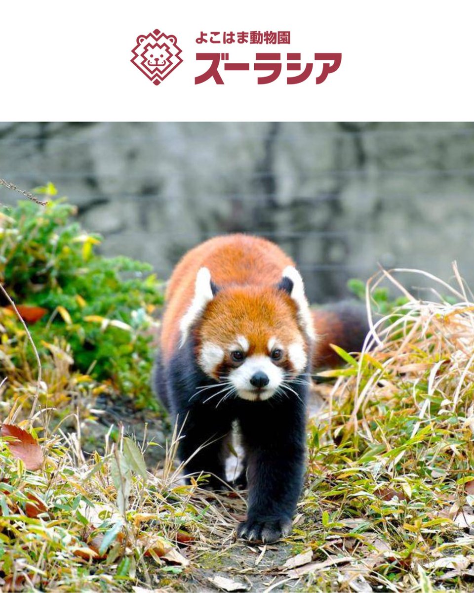 レゴランド・ディスカバリー・センター東京【公式】 tweet media