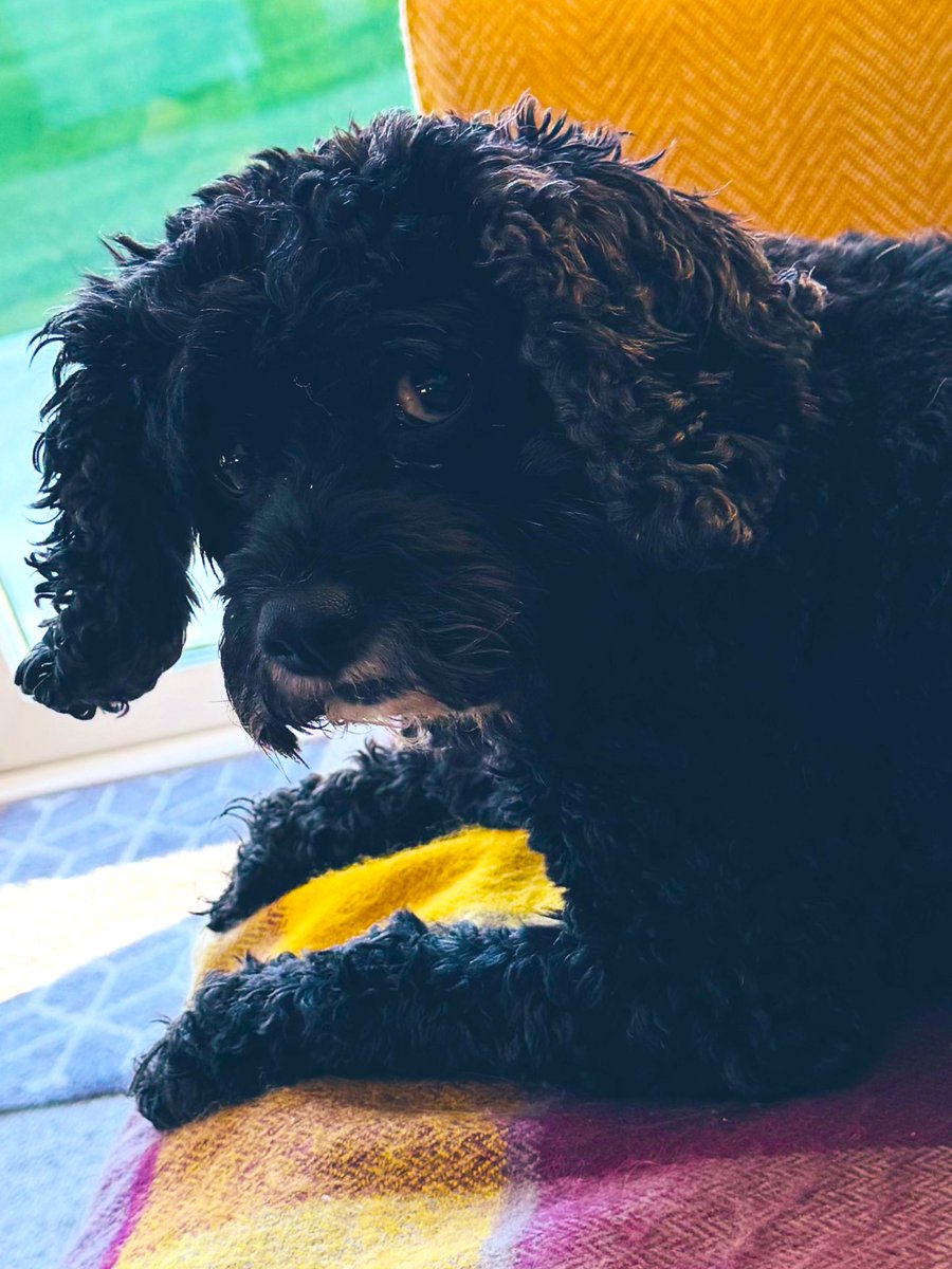 Vera🐶 tweet media