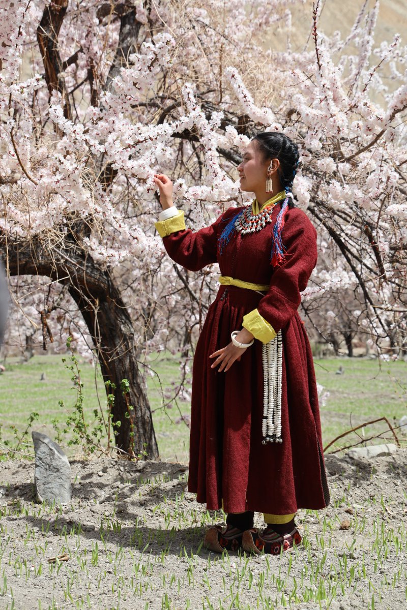 utladakhtourism's tweet photo. Experience the joy of walking through blooming apricot orchards in Ladakh, where spring feels truly magical. Join the #ApricotBlossomFestival and soak in the beauty of spring at its peak.
🗓️8th-16th April, 2026
📍Ladakh
#FestivalOfSpring #Ladakh
@tourismgoi @incredibleindia https://t.co/lfuKYt5FqJ