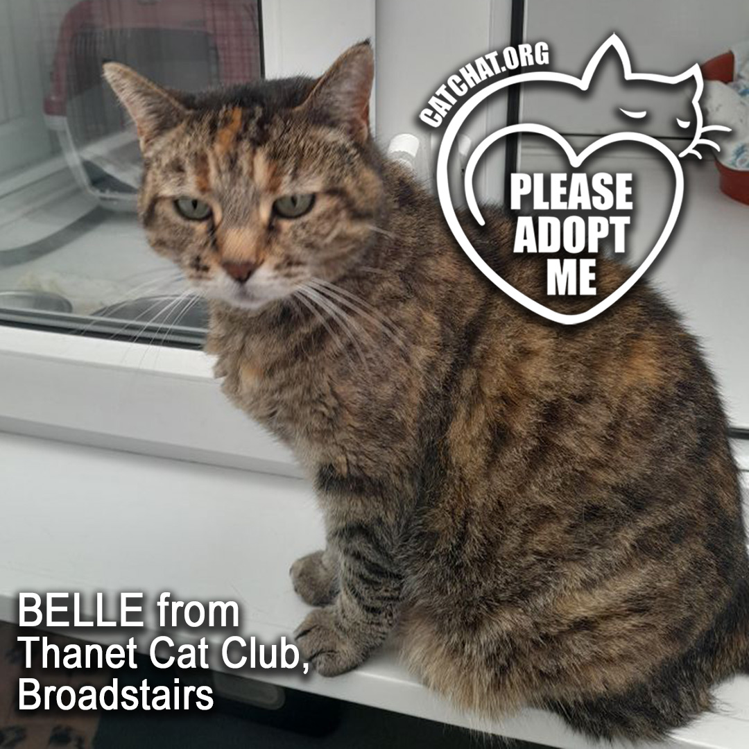 Cat Chat tweet media