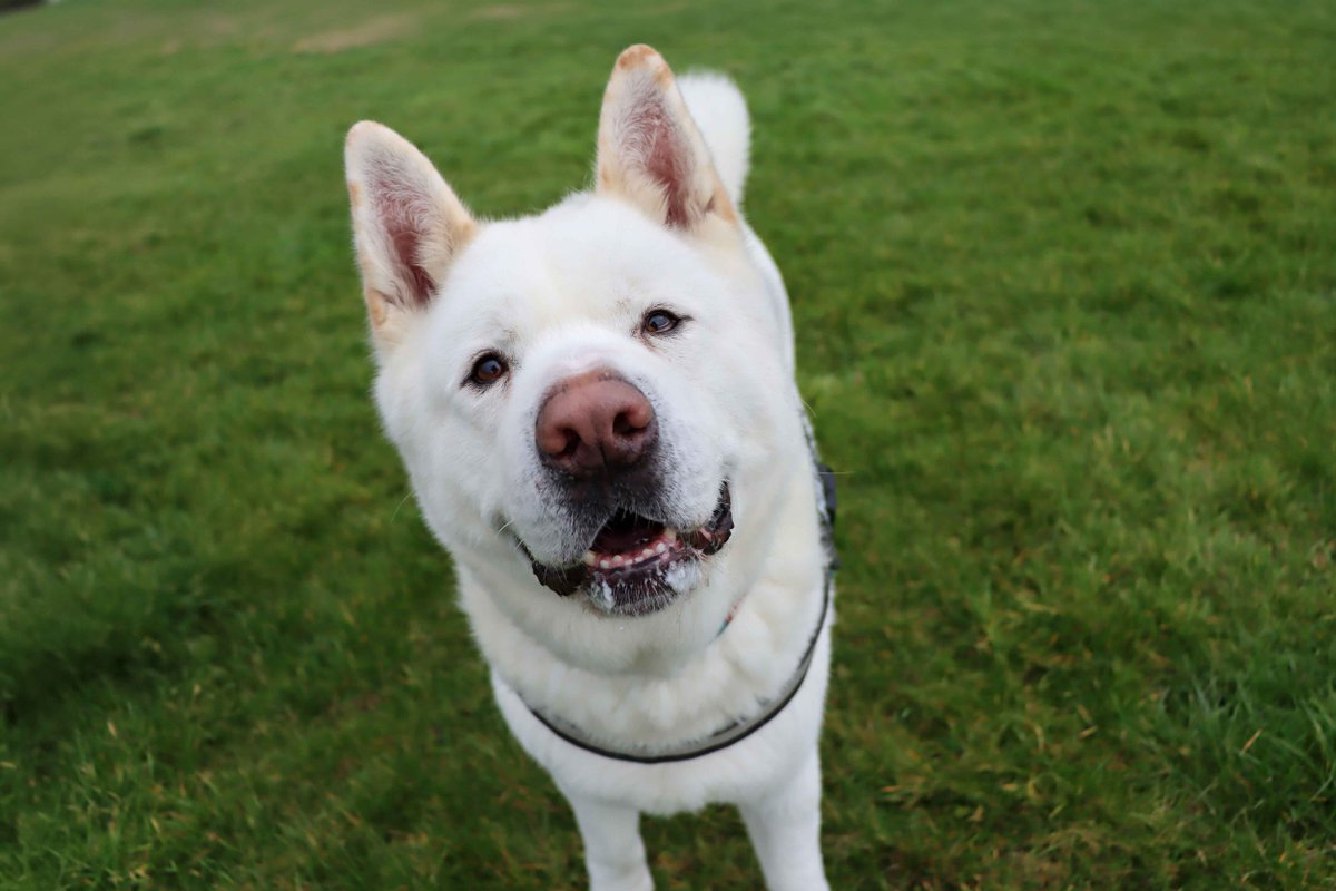 DT_Darlington's tweet photo. Pola bear 🐻❄️ or Dog 🐶? 🤔😆
This big floof is Ziggy, and he's ready and waiting for his forever home!
Check him out on the website now, link in bio.
#DogsTrust #Rehome #Akita #AdoptToday #AkitaLove https://t.co/wLn3D2Syus