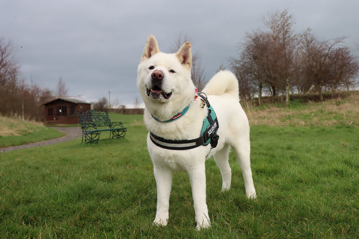 DT_Darlington's tweet photo. Pola bear 🐻❄️ or Dog 🐶? 🤔😆
This big floof is Ziggy, and he's ready and waiting for his forever home!
Check him out on the website now, link in bio.
#DogsTrust #Rehome #Akita #AdoptToday #AkitaLove https://t.co/wLn3D2Syus
