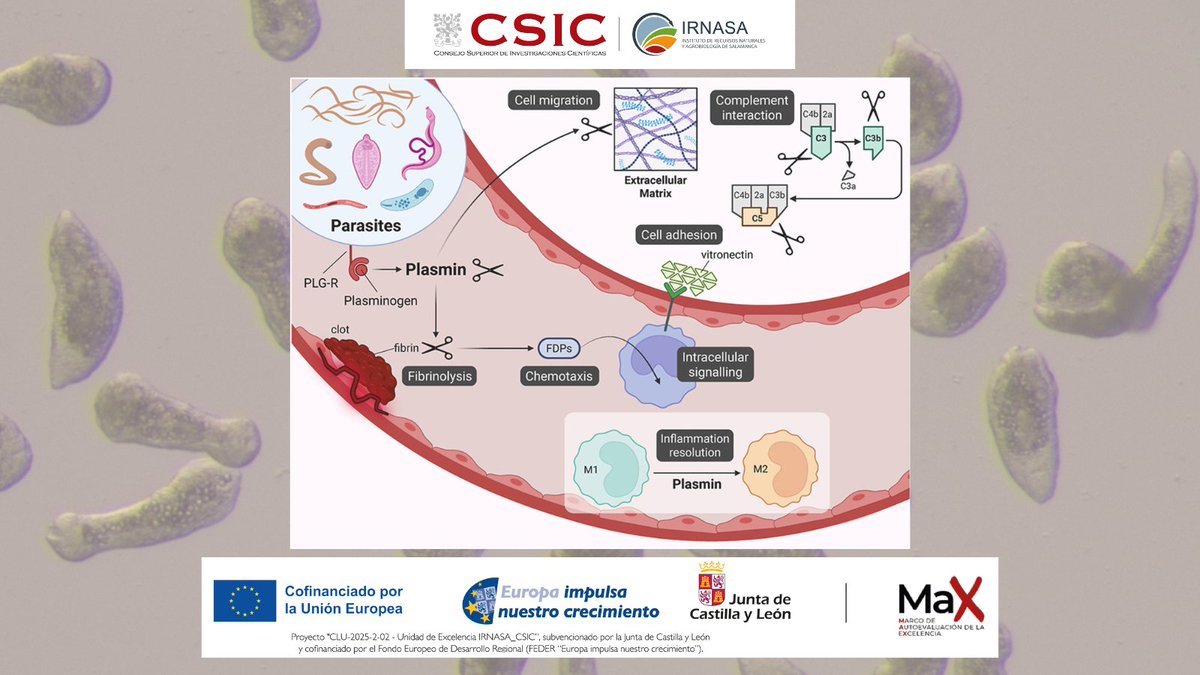 irnasa_csic's tweet photo. 📢New paper out from #IRNASA-CSIC! @atenea_lab publishes a review article in 'Current Research in Parasitology &amp; Vector-Borne Diseases'.
📜"Fibrinolysis-unrelated functions of the plasminogen/plasmin system: A gateway to successful parasitism?"
🔗https://t.co/Uanf2ioRCZ https://t.co/QQethh6d2J