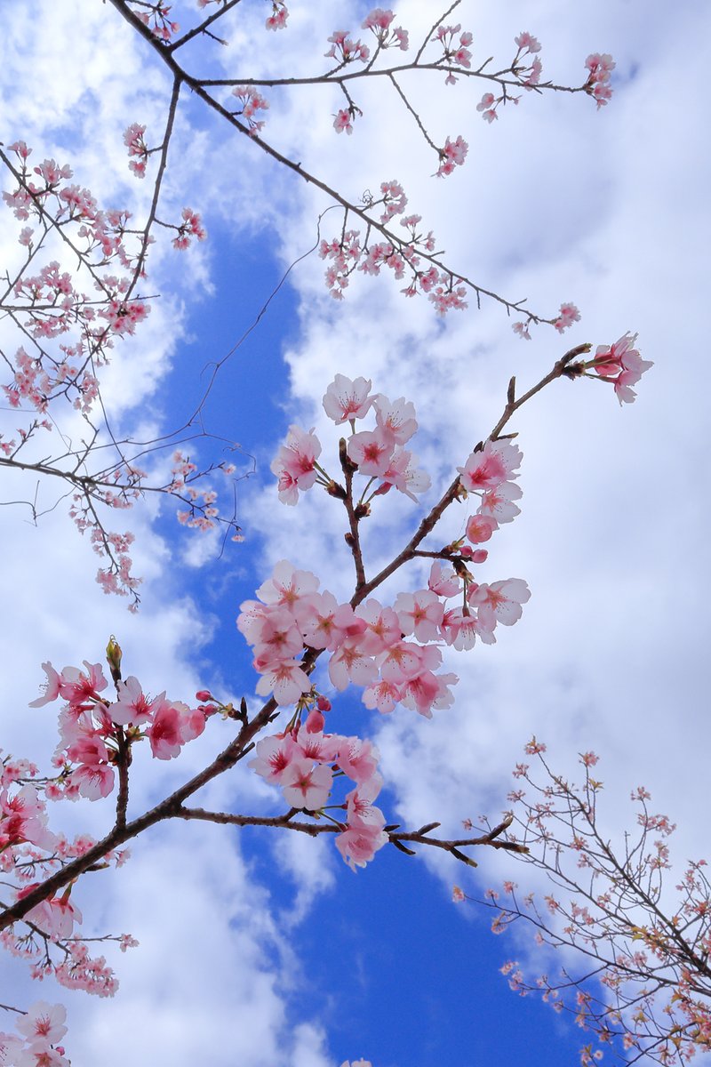 RAKUROSANPO's tweet photo. 追分市民の森、菜の花も綺麗でした。
2026.03.09撮影

#追分市民の森 #菜の花 #河津桜 #横浜市旭区 #横浜市 https://t.co/hG6I0qUw23