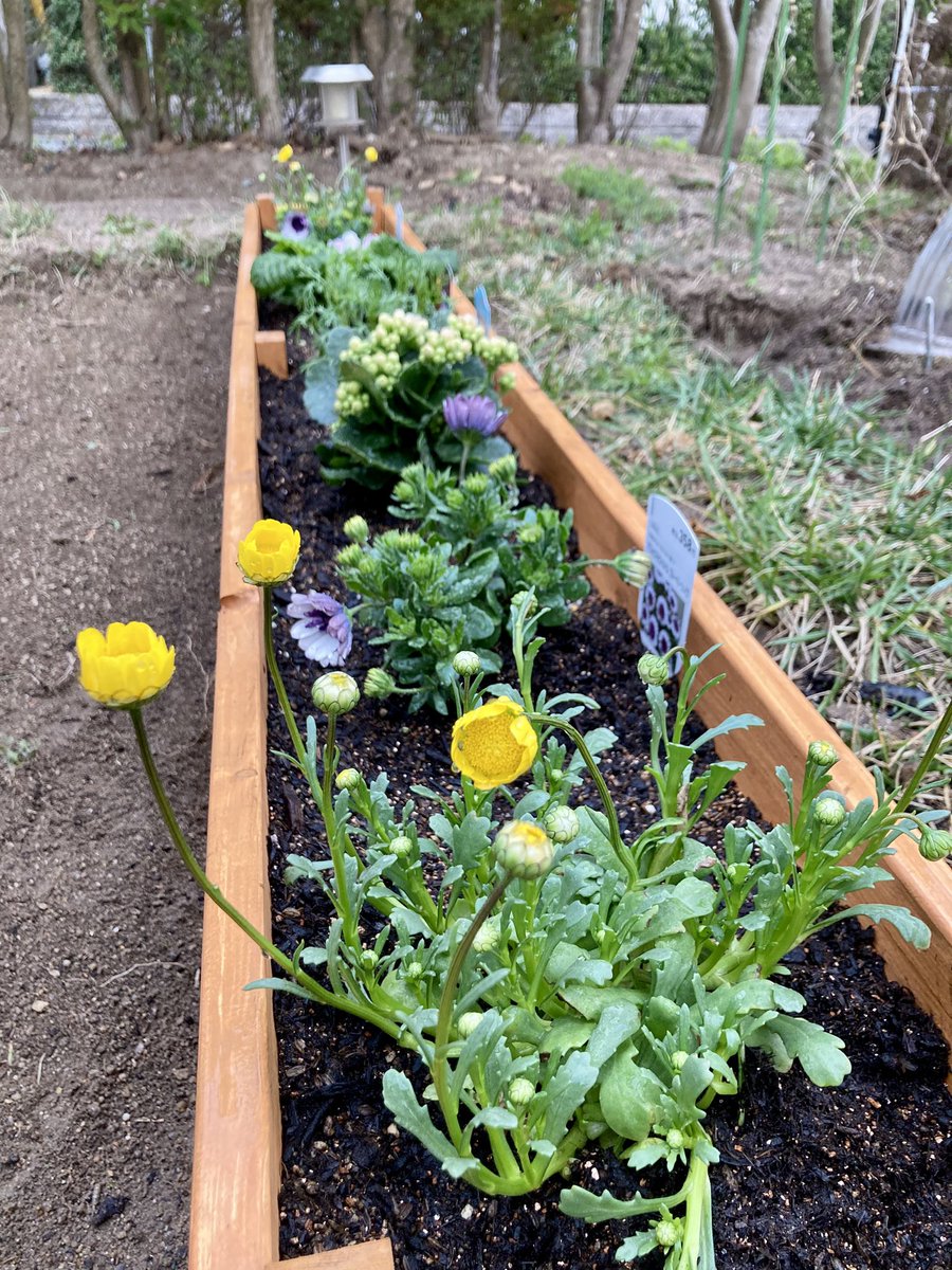jf6jeu's tweet photo. 春なので、庭のミニ畑前にミニ花壇作ってみた。コストはミニではなかったけど😅 https://t.co/KmJOcBHZrA