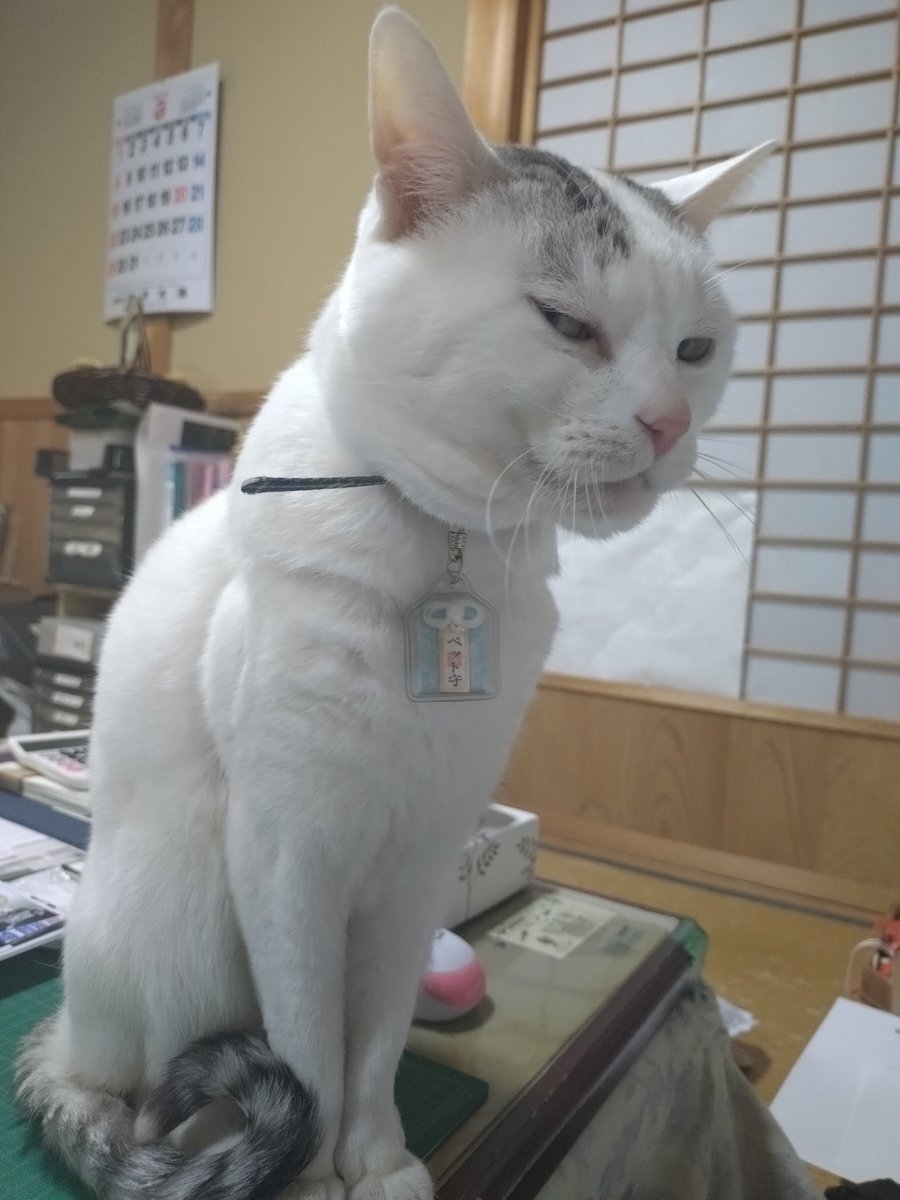 kiyama_jinjya's tweet photo. テンちゃん 本日の勤務態度

宮司が年度末で忙しく、相手にしてくれないので 至近距離から睨む https://t.co/vxFU4mzaXH