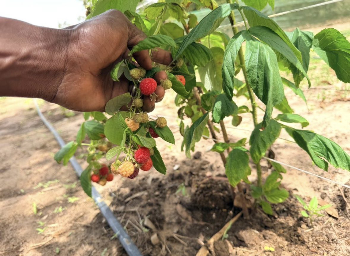 Mouhamed tweet media