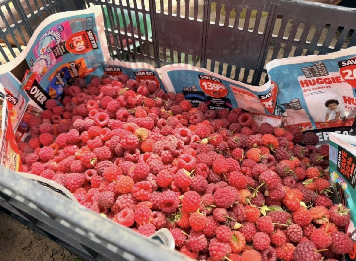 Mouhamed tweet media